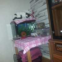 Tekir Kedi, Kedi  dayı fotoğrafı