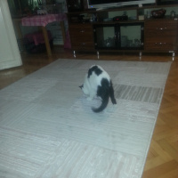 Tekir Kedi, Kedi  dayı fotoğrafı