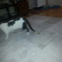 Tekir Kedi, Kedi  dayı fotoğrafı