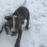 Amerikan Pitbull Terrier, Köpek  Pablo fotoğrafı