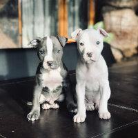 Amerikan Pitbull Terrier, Köpek  Coco fotoğrafı