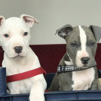 Amerikan Pitbull Terrier, Köpek  Coco fotoğrafı