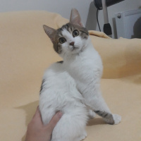 Tekir Kedi, Kedi  Mia ömürlük yuvasını arıyor fotoğrafı