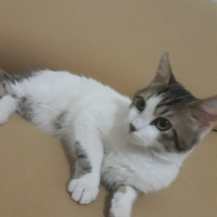 Tekir Kedi, Kedi  Mia ömürlük yuvasını arıyor fotoğrafı
