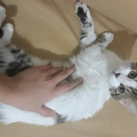 Tekir Kedi, Kedi  Mia ömürlük yuvasını arıyor fotoğrafı