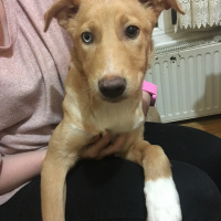 Sokö (Sokak Köpeği), Köpek  Venüs fotoğrafı