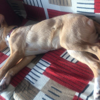 Sokö (Sokak Köpeği), Köpek  Venüs fotoğrafı