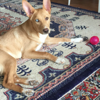 Sokö (Sokak Köpeği), Köpek  Venüs fotoğrafı