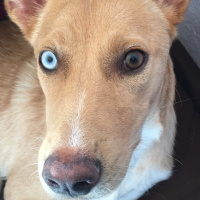 Sokö (Sokak Köpeği), Köpek  Venüs fotoğrafı