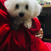 Maltese, Köpek  Maya fotoğrafı