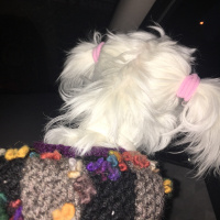 Maltese, Köpek  Maya fotoğrafı