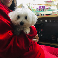 Maltese, Köpek  Maya fotoğrafı