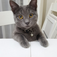 Chartreux, Kedi  Arwen fotoğrafı