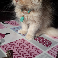 İran Kedisi (Persian), Kedi  Paris fotoğrafı