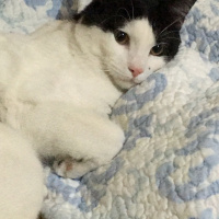 Tekir Kedi, Kedi  Kira fotoğrafı