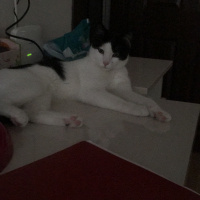 Tekir Kedi, Kedi  Kira fotoğrafı