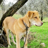 Golden Retriever, Köpek  Körfez fotoğrafı