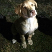 Golden Retriever, Köpek  Körfez fotoğrafı