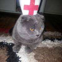 Scottish Fold, Kedi  Çınar fotoğrafı