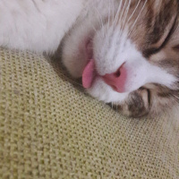 Tekir Kedi, Kedi  Abuzer fotoğrafı