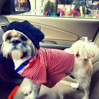Shih Tzu, Köpek  Paşasu fotoğrafı