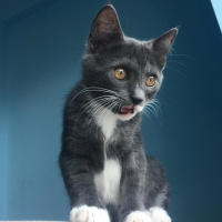 Tuxedo (Smokin) Kedi, Kedi  Smokie fotoğrafı