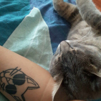 Tekir Kedi, Kedi  Mia fotoğrafı