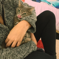 Tekir Kedi, Kedi  Mia fotoğrafı