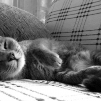 Tekir Kedi, Kedi  Mia fotoğrafı