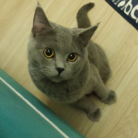 British Shorthair, Kedi  Haydut fotoğrafı