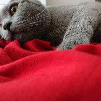 British Shorthair, Kedi  Haydut fotoğrafı