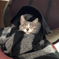 Tekir Kedi, Kedi  Miya fotoğrafı