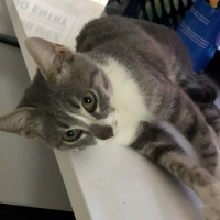 Tekir Kedi, Kedi  Miya fotoğrafı