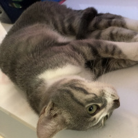 Tekir Kedi, Kedi  Miya fotoğrafı