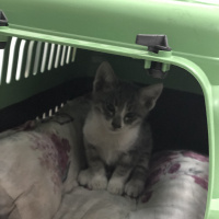 Tekir Kedi, Kedi  Miya fotoğrafı