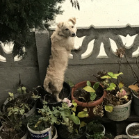 Jack Russell Terrier, Köpek  Boncuk fotoğrafı