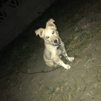 Jack Russell Terrier, Köpek  Boncuk fotoğrafı