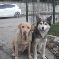 Alaskan Malamute, Köpek  BADİ fotoğrafı