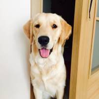 Golden Retriever, Köpek  Köpük fotoğrafı