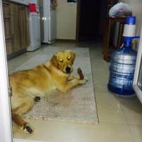 Golden Retriever, Köpek  Köpük fotoğrafı