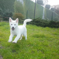 Akita İnu, Köpek  Maya fotoğrafı