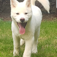 Akita İnu, Köpek  Maya fotoğrafı