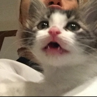 Tekir Kedi, Kedi  Roka fotoğrafı