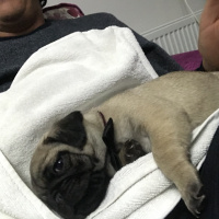 Pug, Köpek  tobby fotoğrafı