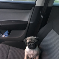 Pug, Köpek  tobby fotoğrafı