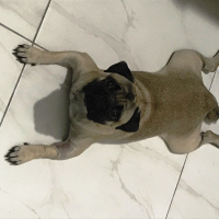 Pug, Köpek  tobby fotoğrafı