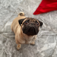 Pug, Köpek  tobby fotoğrafı