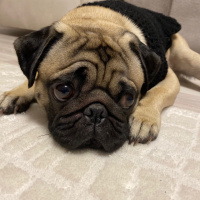 Pug, Köpek  tobby fotoğrafı