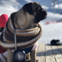 Pug, Köpek  tobby fotoğrafı