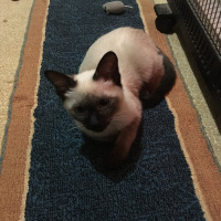 Siyam Kedisi, Kedi  Şerafettin(Şero) fotoğrafı